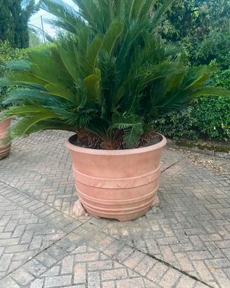 cycas