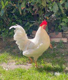 Gallo da compagnia