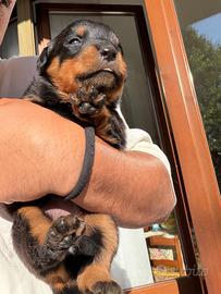Cuccioli di rottweiler