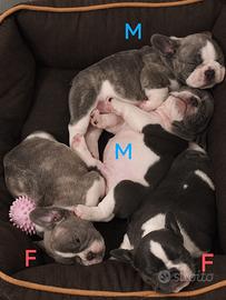Cuccioli bulldog francese