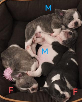 Cuccioli bulldog francese