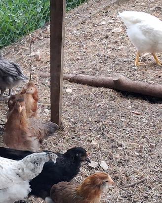 Galline pulcinotti