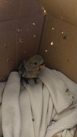 Inseparabili a siracusa