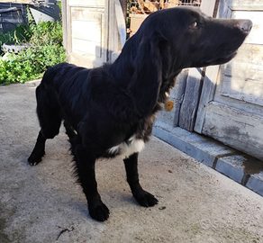 Segugio maremmano pilonaio