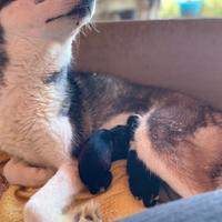 Siberian husky