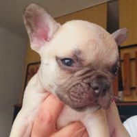 Cuccioli bulldog fracese