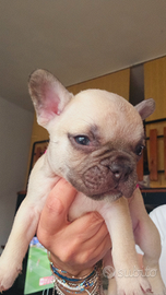 Cuccioli bulldog fracese