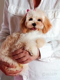 Maltipoo femminuccia 
