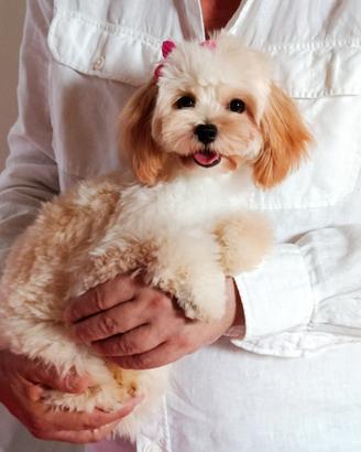 Maltipoo femminuccia 