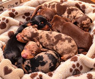Cuccioli bassotto PEDIGREE ALLEVAMENTO ENCI
