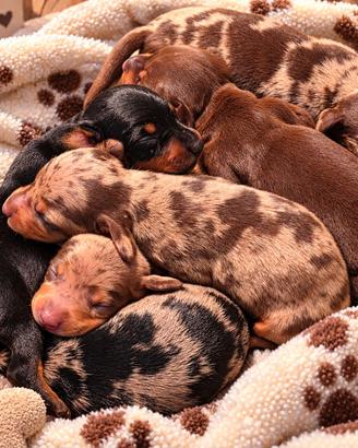 Cuccioli bassotto PEDIGREE ALLEVAMENTO ENCI