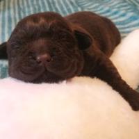 Cuccioli di labrador retrievers colore chocolate