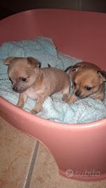 Cuccioli chihuahua , maschio e femmina