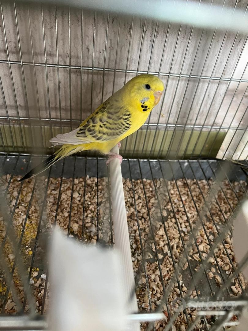 Pulli di cocorita clearbody - Animali In vendita a Napoli