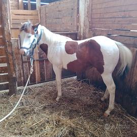 Pony