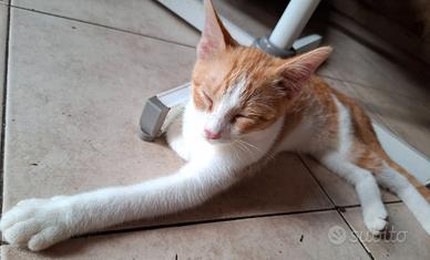 Cuccioli di gatto
