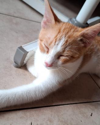 Cuccioli di gatto