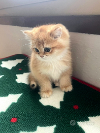 British cuccioli, 2 mesi, maschio e femmina