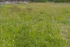 Terreno agricolo disponibilità immediata