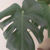 Monstera Gigante  Pianta