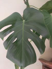 Monstera Gigante  Pianta