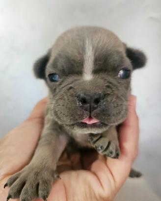 Bulldog francese maschio blu