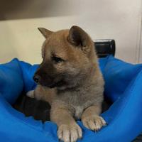 Shiba inu shiba inu shiba inu cuccioli