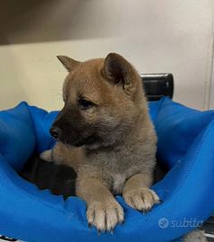 Shiba inu shiba inu shiba inu cuccioli