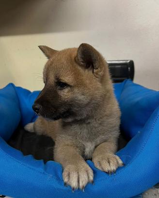 Shiba inu shiba inu shiba inu cuccioli