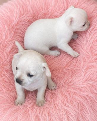 Chihuahua