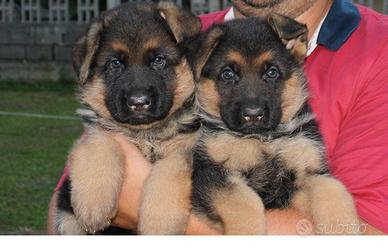 Cuccioli pastore tedesco