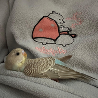 Pulli cocorite allevate a mano