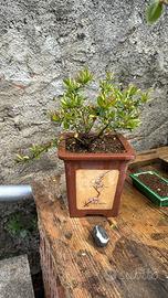 Bonsai Cotonastro bacche rosse