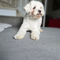 Accoppiamento con Maltese o Barboncino