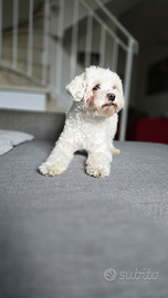 Accoppiamento con Maltese o Barboncino