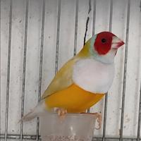 Diamanti di gould