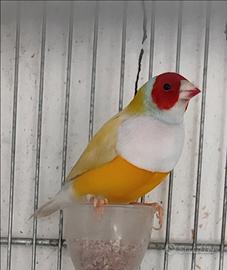 Diamanti di gould