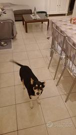 Stella, cagnolina dolcissima