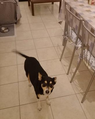 Stella, cagnolina dolcissima