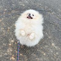 Volpino pomerania per riproduzione/compagnia perfe