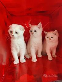 Scottish fold e Scottish striaght pedigree ENFI