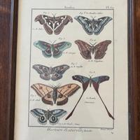 Stampa Naturalistica Vintage - Farfalle "Bombix"