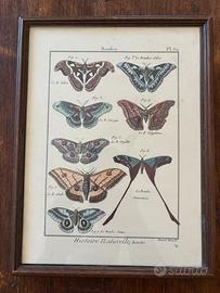 Stampa Naturalistica Vintage - Farfalle "Bombix"