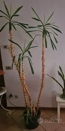 Pianta