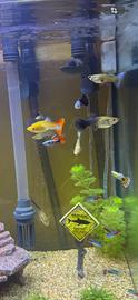 Guppy