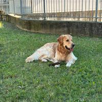 Golden retriever per monta