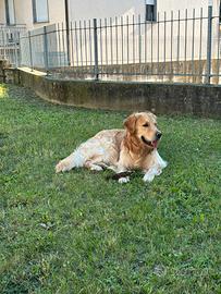 Golden retriever per monta