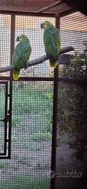 2 coppie amazzoni fronte blu xhantopterix