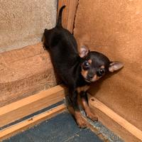 Cucciola di Pinscher