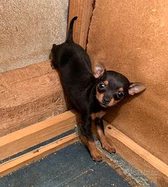 Cucciola di Pinscher